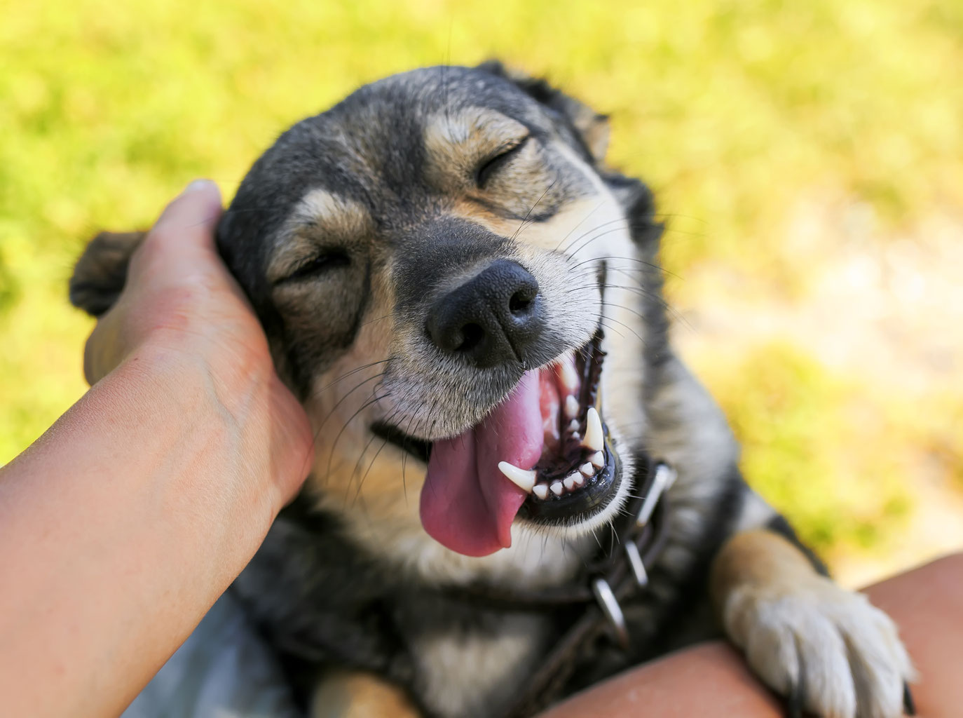 dog smiling