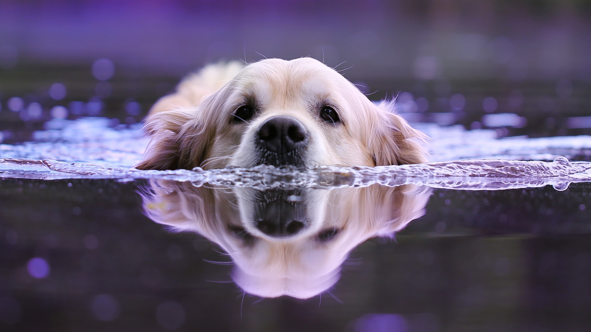 dog swimming